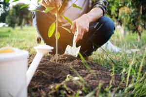 Mehr über den Artikel erfahren Pflanzenpflege leicht gemacht: Die besten Tipps für Neulinge im Gartenbau